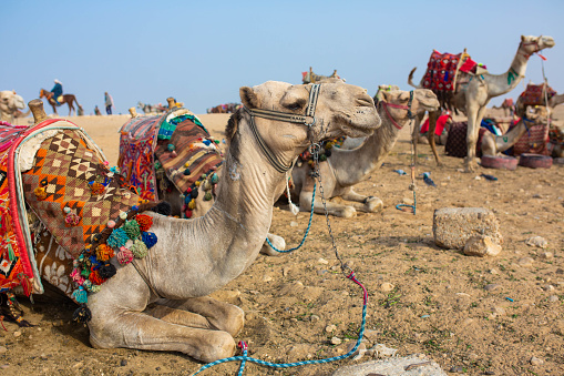 Camels sitting down in front of a yurt in the Mongolian Gobi desert
