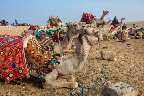 Camels rest in the desert next to the pyramids