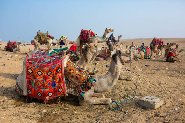 낙타는 피라미드 옆의 사막에서 휴식을 취합니다. - egypt camel pyramid shape pyramid 뉴스 사진 이미지