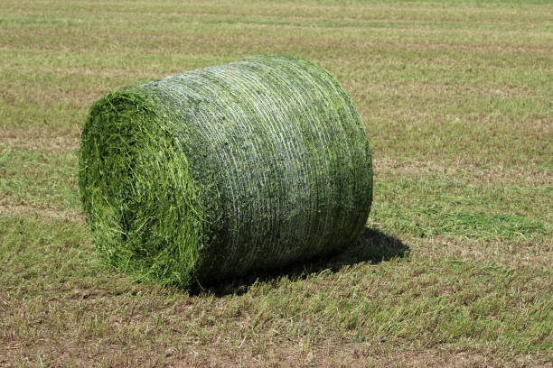Mown field with a netted round bale of grass for silage