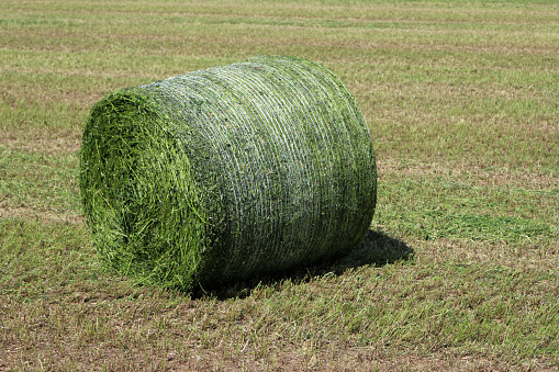 Mown grass field with a netted round bale of grass before being wrapped in plastic to make silage with a blurred background.