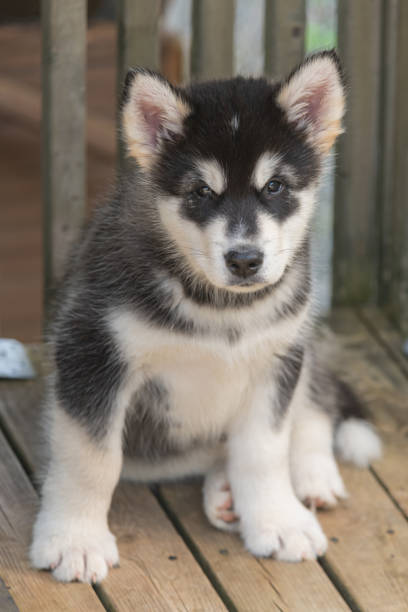 An eight week old Alaskan Malamute puppy.