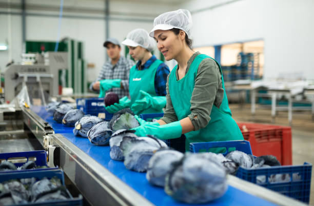 istock Smiling asian workwoman sorting red cabbages in vegetable factory 1408318892