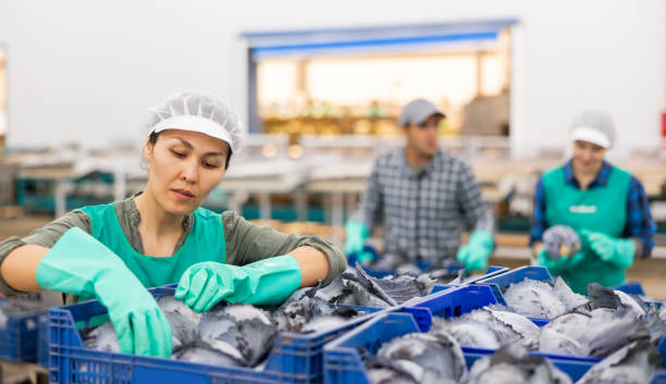 istock Female worker of vegetable sorting factory arranging red cabbages in boxes 1408319029
