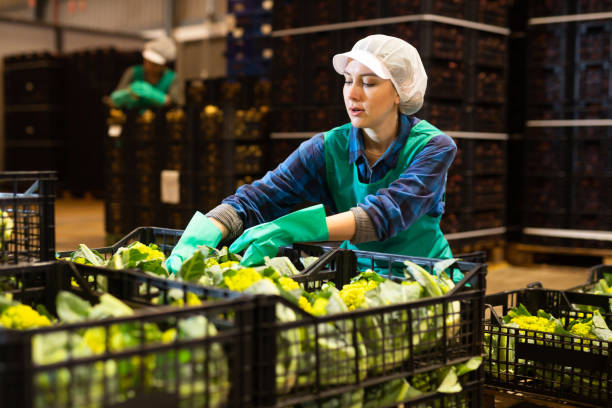 Female employee of sorting factory packing cauliflowers into boxes in warehouse stock photo