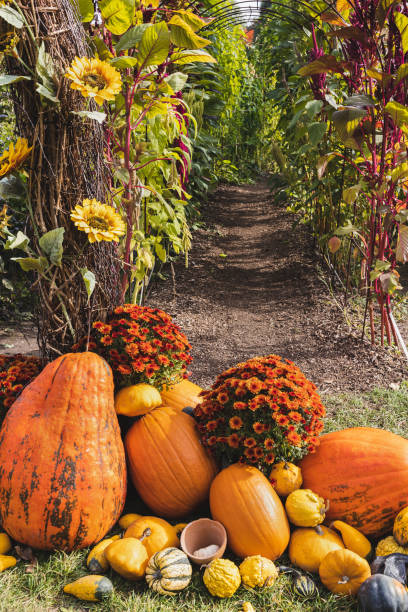 flores de abóbora de halloween e crisântemo, decoração de outono. labirinto de entrada no fest - thanksgiving pumpkin autumn october - fotografias e filmes do acervo