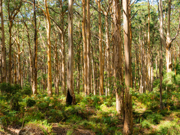 forêt karri tree à margaret river - treelined forest tree summer photos et images de collection