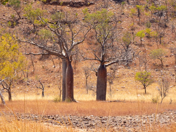 istock Australian boab trees on the Kimberley Plains 1408325663
