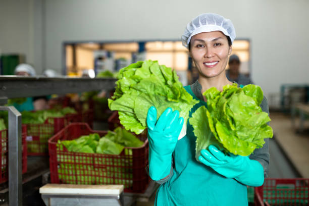 istock Smiling female worker of vegetable sorting factory arranging lettuce in boxes 1408326722