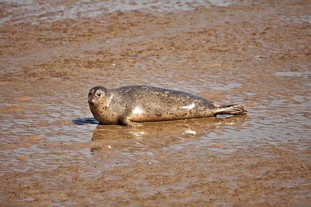 Seal Crossing A Mud Flat Stock Photo - Download Image Now - Animal Body  Part, Animal Eye, Animal Fin - iStock