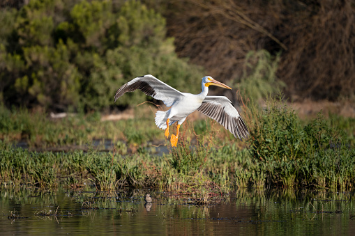 Photograph of an American White Pelican Landing on a pond at Water Ranch Riparian Preserve in Gilbert, Arizona.