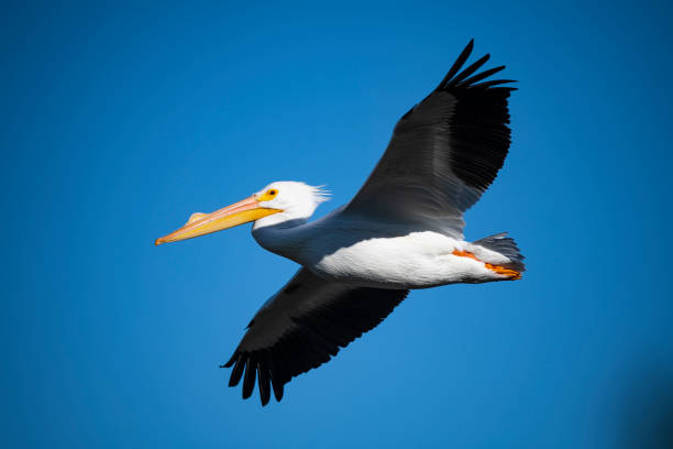 istock Flying American White Pelican 1408329516