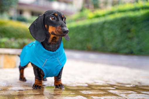 A charming dachshund puppy stands in a puddle on the sidewalk in a blue raincoat against the background of a green hedge of the park. Waterproof dog clothes for walking in wet rainy weather.