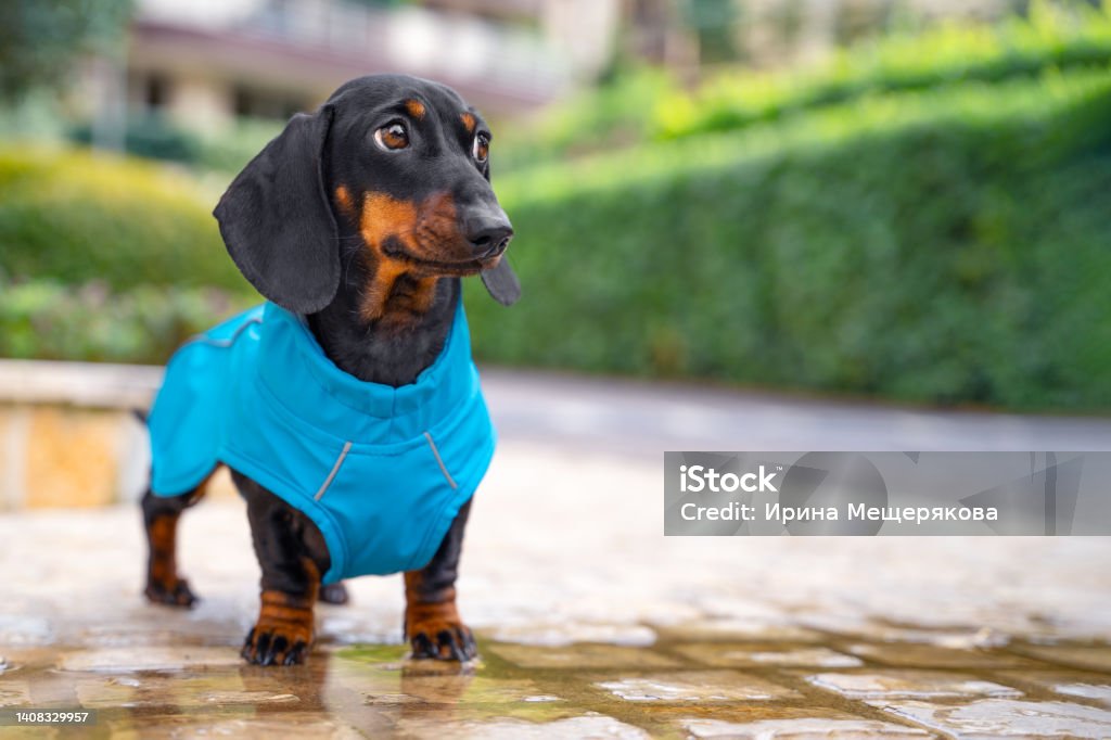 A charming dachshund puppy stands in a puddle on the sidewalk in a blue raincoat against the background of a green hedge of the park. Waterproof dog clothes for walking in wet rainy weather. A charming dachshund puppy stands in a puddle on the sidewalk in a blue raincoat against the background of a green hedge of the park. Waterproof dog clothes for walking in wet rainy weather Raincoat Stock Photo