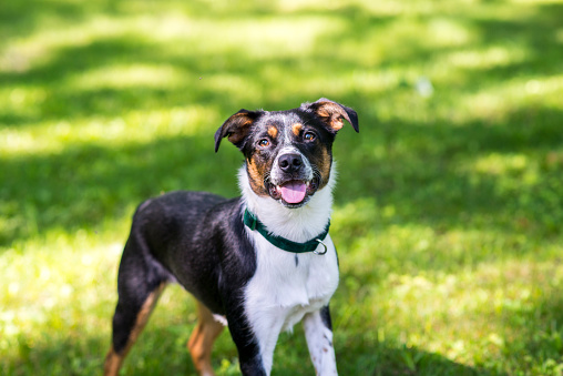 Closeup of a smiling, mixed breed pet dog wearing a green collar. Her mouth is slightly open and her ears are perked up as she is waiting to play with her owner. She has black, white and brown fur and is standing on the green grass in the summer outdoors.