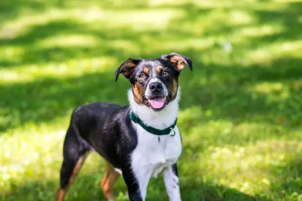 Photo of Smiling Dog on the Green Grass