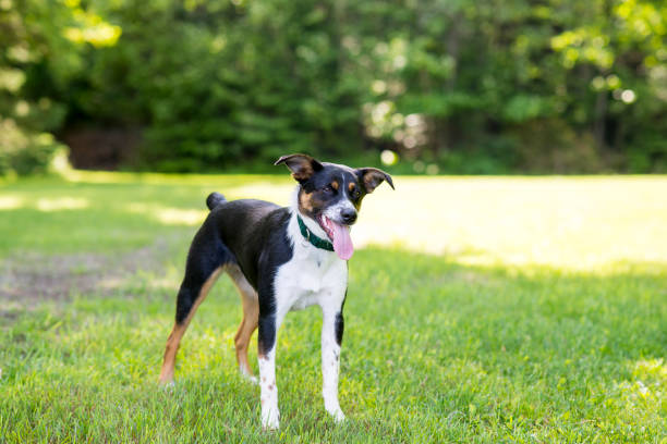 istock Happy and Tired Dog 1408330018