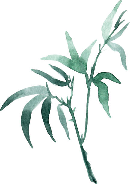 bamboo akwarela clipart botanikal. malowanie tuszem dla koreańskiego chuseok.akwarelowe kwiaty bambus. - bamboo watercolor painting isolated ink and brush stock illustrations