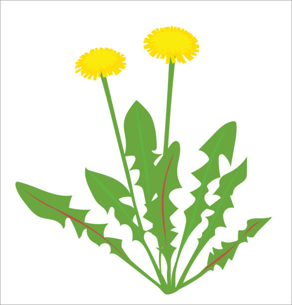 Dandelion Icon Two blooming dandelions. uncultivated stock illustrations