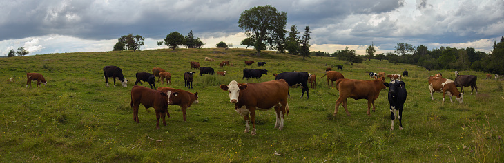cow herd in a field panoramic landscape green meadow dairy farm brown and black animal mammal agriculture