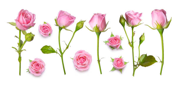 istock Set os pink roses isolated on a white background. Flat lay design, view from above 1408334792