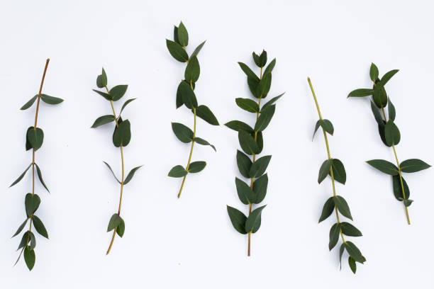 istock Green leaves of eucalyptus on white 1408336270