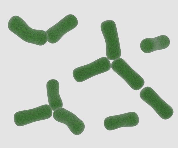 istock Bifidobacterium are used as probiotics 1408336271