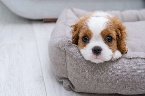 Close up portrait of cute Blenheim King Charles Spaniel dog puppy in a indoor home setting with space for text. Little dog lies on a grey pillow, couch background