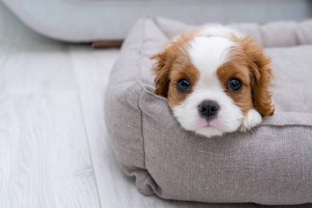 Close up portrait of cute Blenheim King Charles Spaniel dog puppy in a indoor home setting with space for text. Little dog lies on a grey  background Close up portrait of cute Blenheim King Charles Spaniel dog puppy in a indoor home setting with space for text. Little dog lies on a grey pillow, couch background dog bed stock pictures, royalty-free photos & images