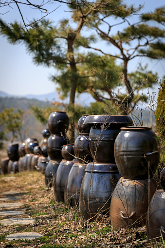 Korean tradition Kimchee vase and pine tree garden