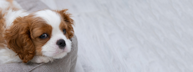 Banner.   portrait of cute Blenheim King Charles Spaniel dog puppy in a indoor home setting with space for text. Little dog lies on a grey pillow, couch background