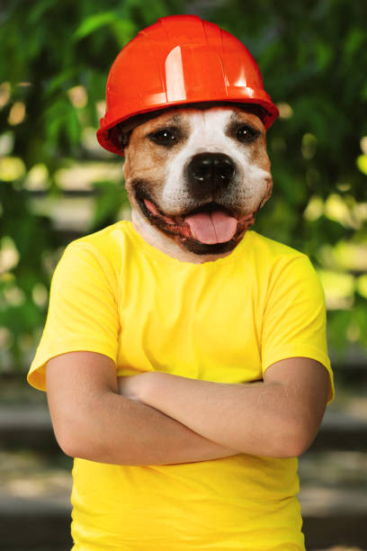 istock dog breed pit bull terrier in a construction helmet with a human body 1408336553