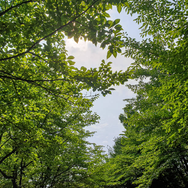 istock heart trees in the forest with a love cloud 1408336650