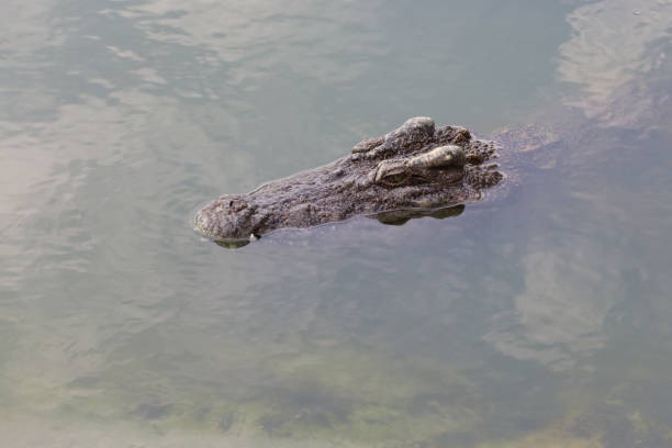 istock Close up big head crocodile is show head in river 1408337510
