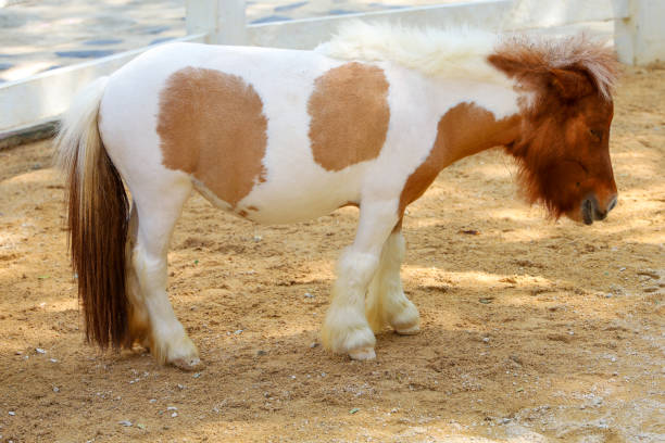 istock The two tone dwarf horse in the garden 1408337563