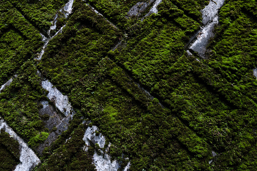 Image of mossy block wall