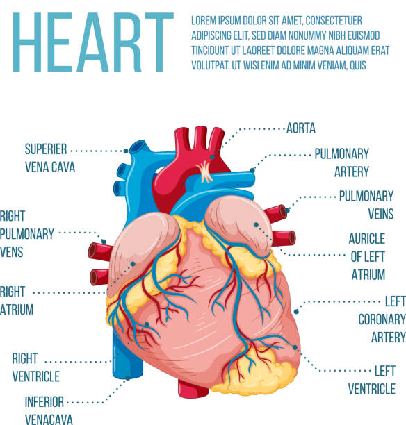 illustrations, cliparts, dessins animés et icônes de organe interne humain avec cœur - human heart heart disease healthy lifestyle human internal organ