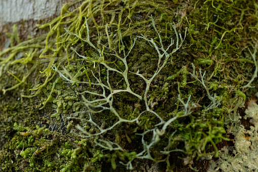 A close-up image of a tree trunk with lichen
