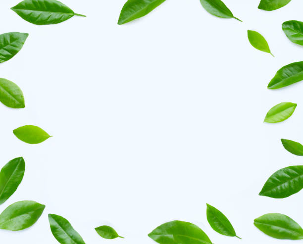 istock Frame made of fresh citrys leaves on white 1408340975