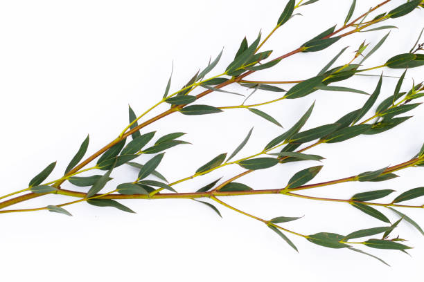 istock Green leaves of eucalyptus on white 1408342010