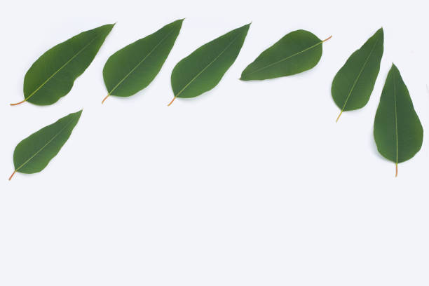 istock Frame made of eucalyptus leaves on white background. 1408346393