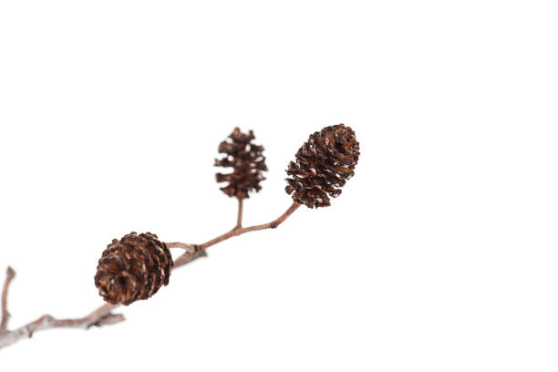 Alder cones isolated on white background, natural macro