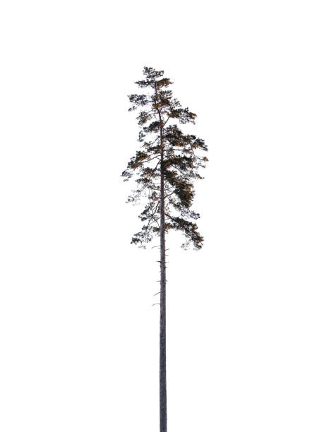 istock Tall pine tree isolated on white background, natural silhouette 1408347189
