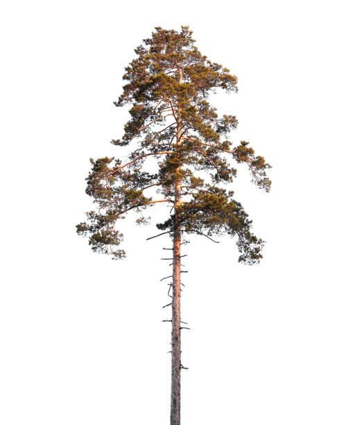 istock Tall pine tree isolated on white background, natural photo 1408347194