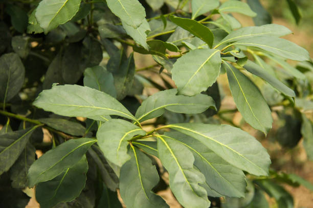istock Adult yerba mate plant 1408347271