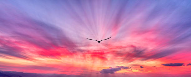istock Bird Flying Inspirational Sun Ray Banner 1408348419