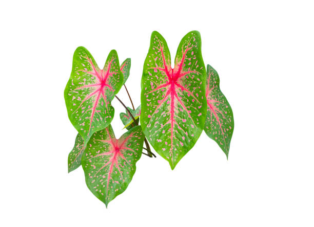 istock Caladium bicolor leaf plant Colorful beautiful isolated on white background 1408348820