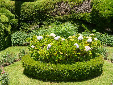 Landscape design using hydrangea flowers in the garden.
