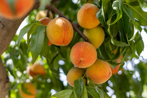 Closeup view of fresh ripe peaches on a tree