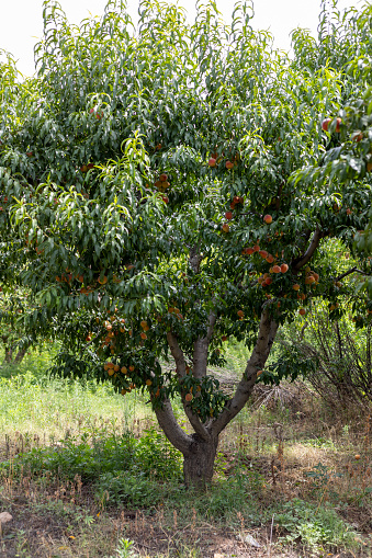 Peach fruit tree with plenty of ripen peaches ready to harvest